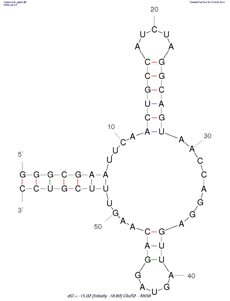 » AMPA GluR2 (AN58)