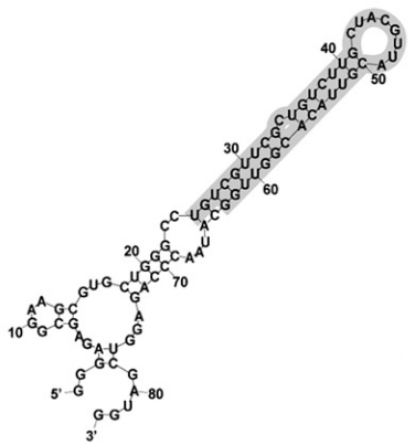 RNA aptamer-1-based sensitive detection of SARS-CoV nucleocapsid protein