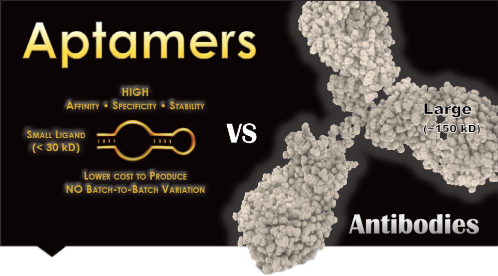 Aptamers vs Antibodies - Aptamers are a low cost to produce and have no batch-to-batch variation.