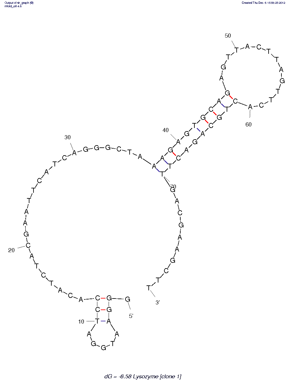 Lysozyme (Clone 1)