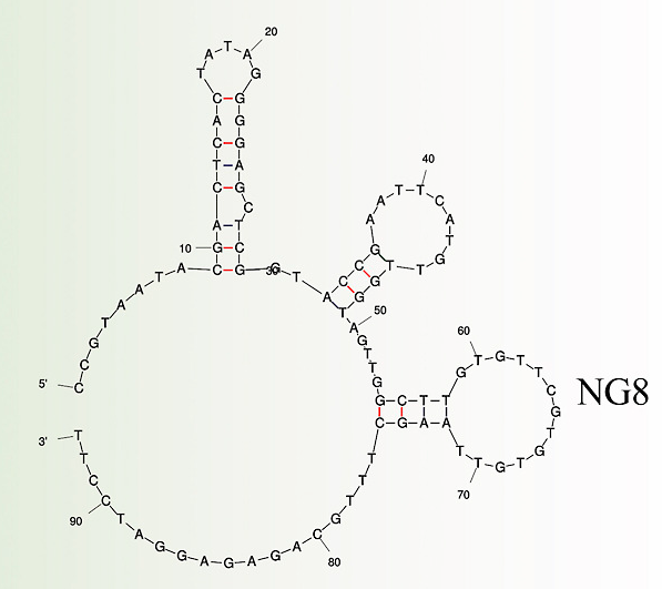 SARS-CoV-1 3'-inverted Thymidine Aptamer NG8