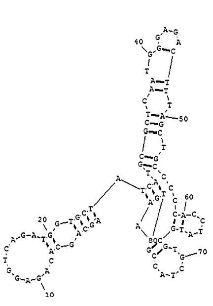 Aflatoxin B1 Aptamer (AFB1)