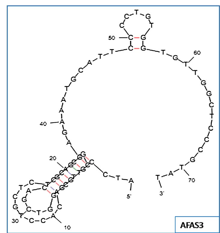 Aflatoxin M1 Aptamer (AFAS3)