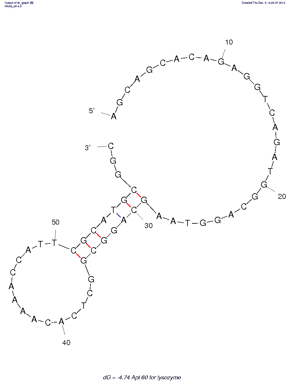 Lysozyme (Apt 60)