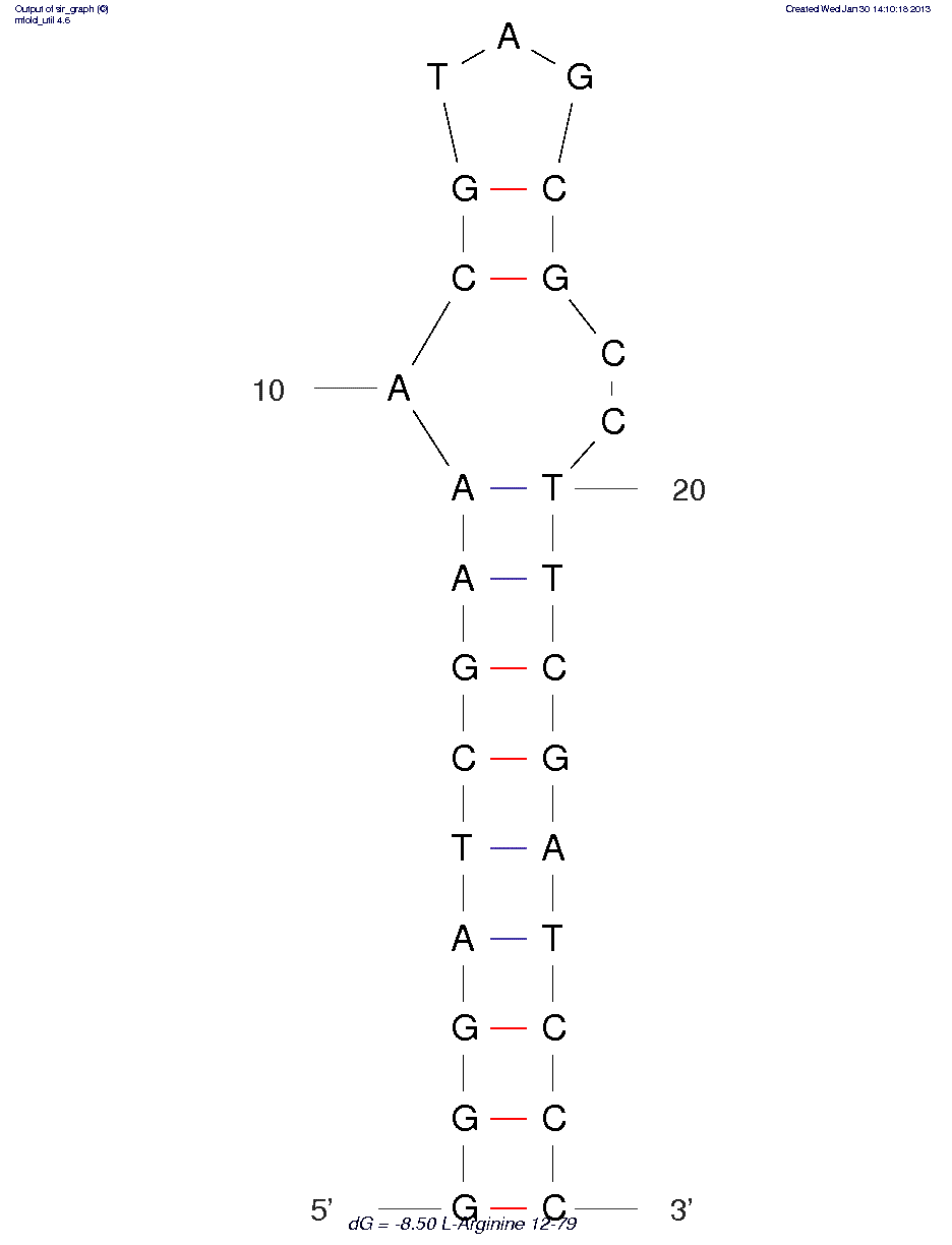 L-arginine (12-28 hairpin)