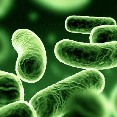 Bacteria (Prokaryotic)