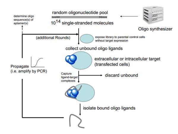 Cell Based