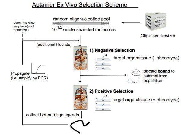 Ex Vivo (tissue)