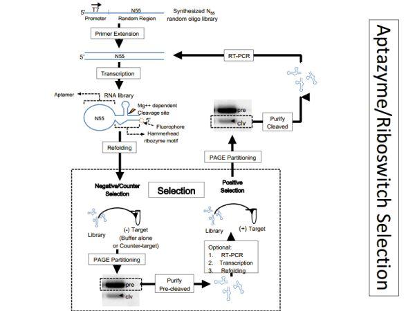 Proteins or high MW Biomarkers