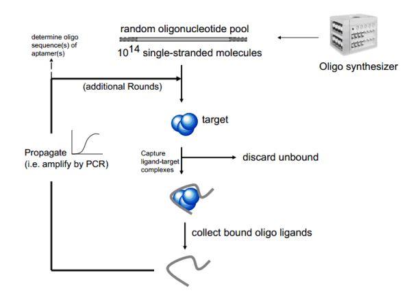 Small Molecules or Peptides